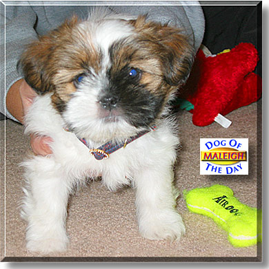 Maleigh, the Dog of the Day
