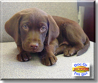 Jackson, the Dog of the Day