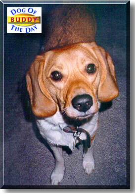 Buddy, the Dog of the Day