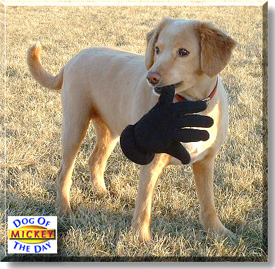 Mickey, the Dog of the Day