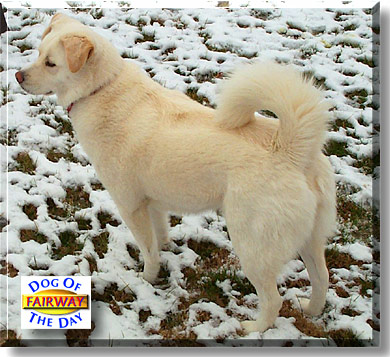 Fairway, the Dog of the Day
