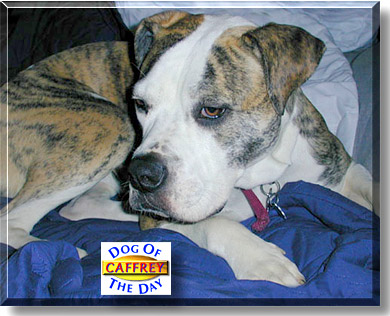 Caffrey, the Dog of the Day