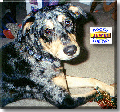 Jewel, the Dog of the Day
