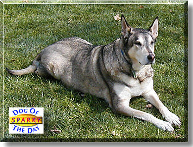 Sparky, the Dog of the Day