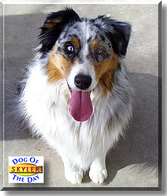 Skyler, the Dog of the Day