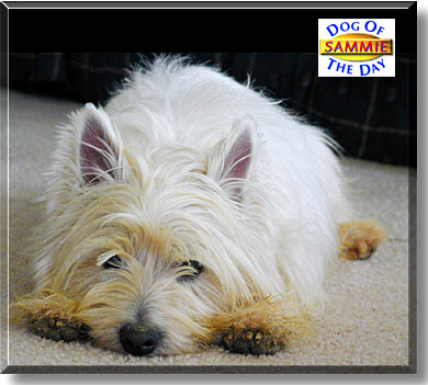Sammie, the Dog of the Day