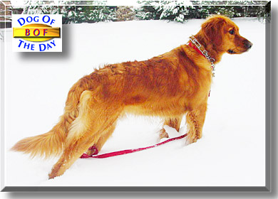 Bof, the Dog of the Day