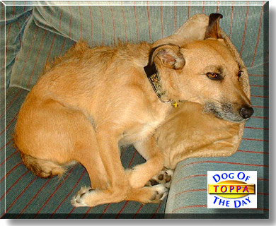 Toppa, the Dog of the Day