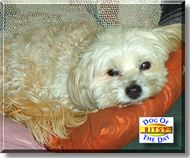 Bitsy, the Dog of the Day