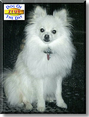 Zeus, the Dog of the Day