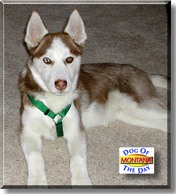 Montana, the Dog of the Day