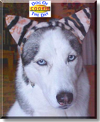 Cookie, the Dog of the Day