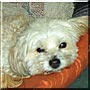 Bitsy