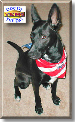 Whiz Bang, the Dog of the Day