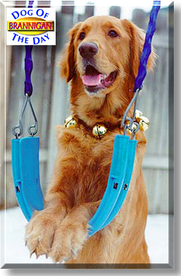 Brannigan, the Dog of the Day
