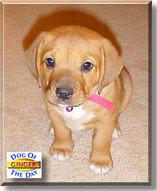 Ginger, the Dog of the Day
