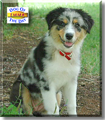 Emma, the Dog of the Day