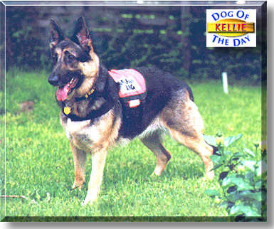 Kellie, the Dog of the Day
