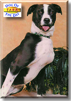 Tara, the Dog of the Day