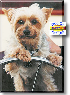 Harrold, the Dog of the Day
