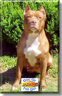 Jazmine, the Dog of the Day