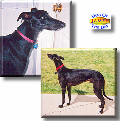 Jamey, the Dog of the Day