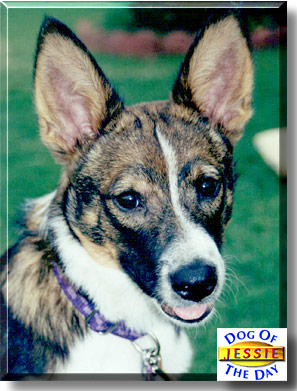 Jessie, the Dog of the Day