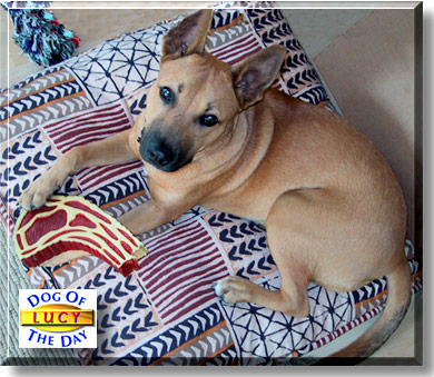 Lucy, the Dog of the Day