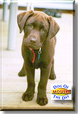 Mouski, the Dog of the Day