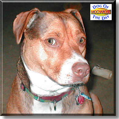 Mocharose, the Dog of the Day