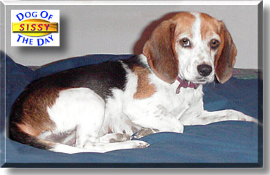 Sissy, the Dog of the Day