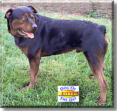 Kitty, the Dog of the Day