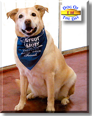 Em, the Dog of the Day
