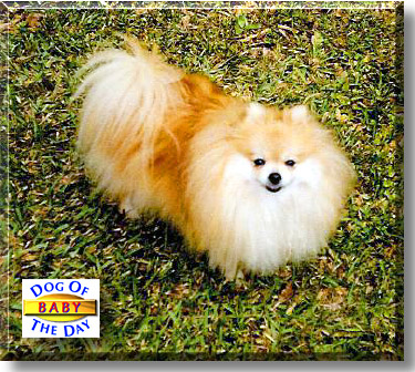 Baby, the Dog of the Day