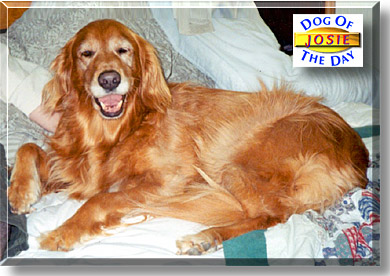 Josie, the Dog of the Day