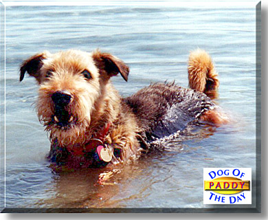 Paddy, the Dog of the Day