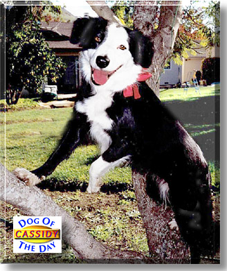 Cassidy, the Dog of the Day