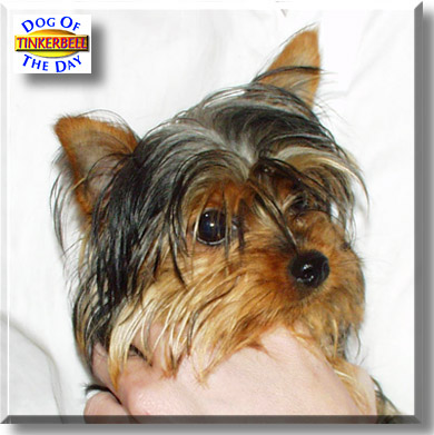 Tinkerbell, the Dog of the Day