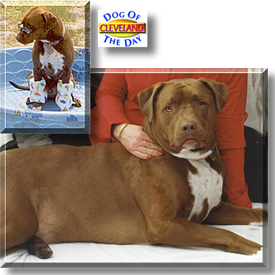 Cleveland, the Dog of the Day