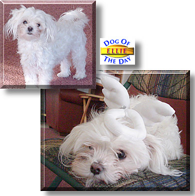Elenore, the Dog of the Day
