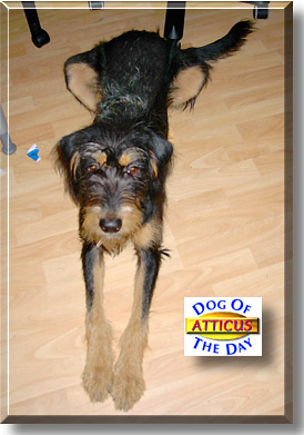 Atticus, the Dog of the Day