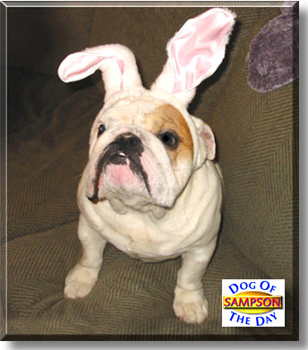 Sampson, the Dog of the Day
