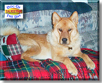 Talkeetna, the Dog of the Day