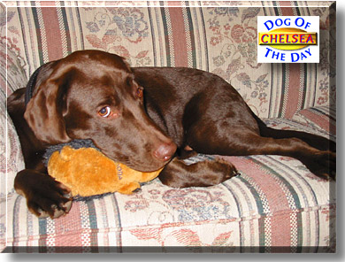 Chelsea, the Dog of the Day