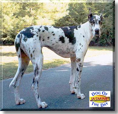 Jasmine, the Dog of the Day