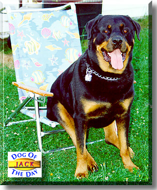 Jack, the Dog of the Day