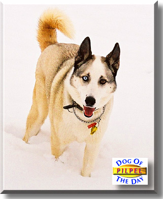 Pilpel, the Dog of the Day