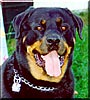 Jack