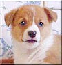 Maisy