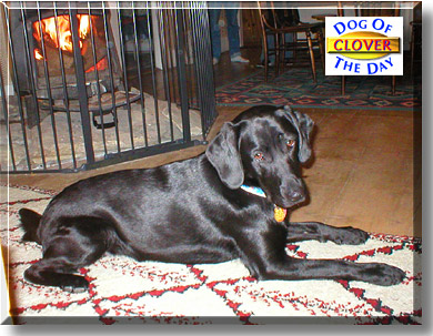 Clover, the Dog of the Day